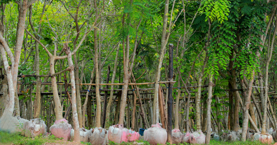 Root Balled Tree Plantation